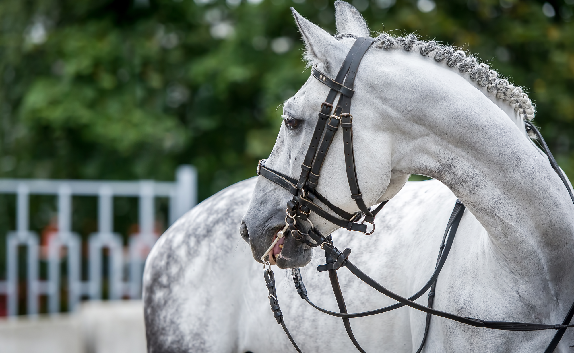 Equine Careers | Find Equine Jobs | Find a Groom | Equine Recruitment