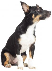 The Grooms List - Taking a dog to a new job - Caroline Carter Recruitment Ltd