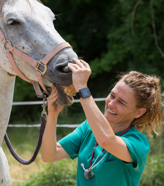 Diagnosing a sick horse