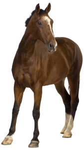The Grooms List - taking your horse to a job - Caroline Carter Recruitment Ltd