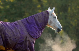 Choosing which horse rug to use