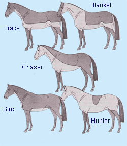 Rugging a Horse