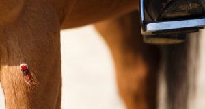Injuries at horse shows