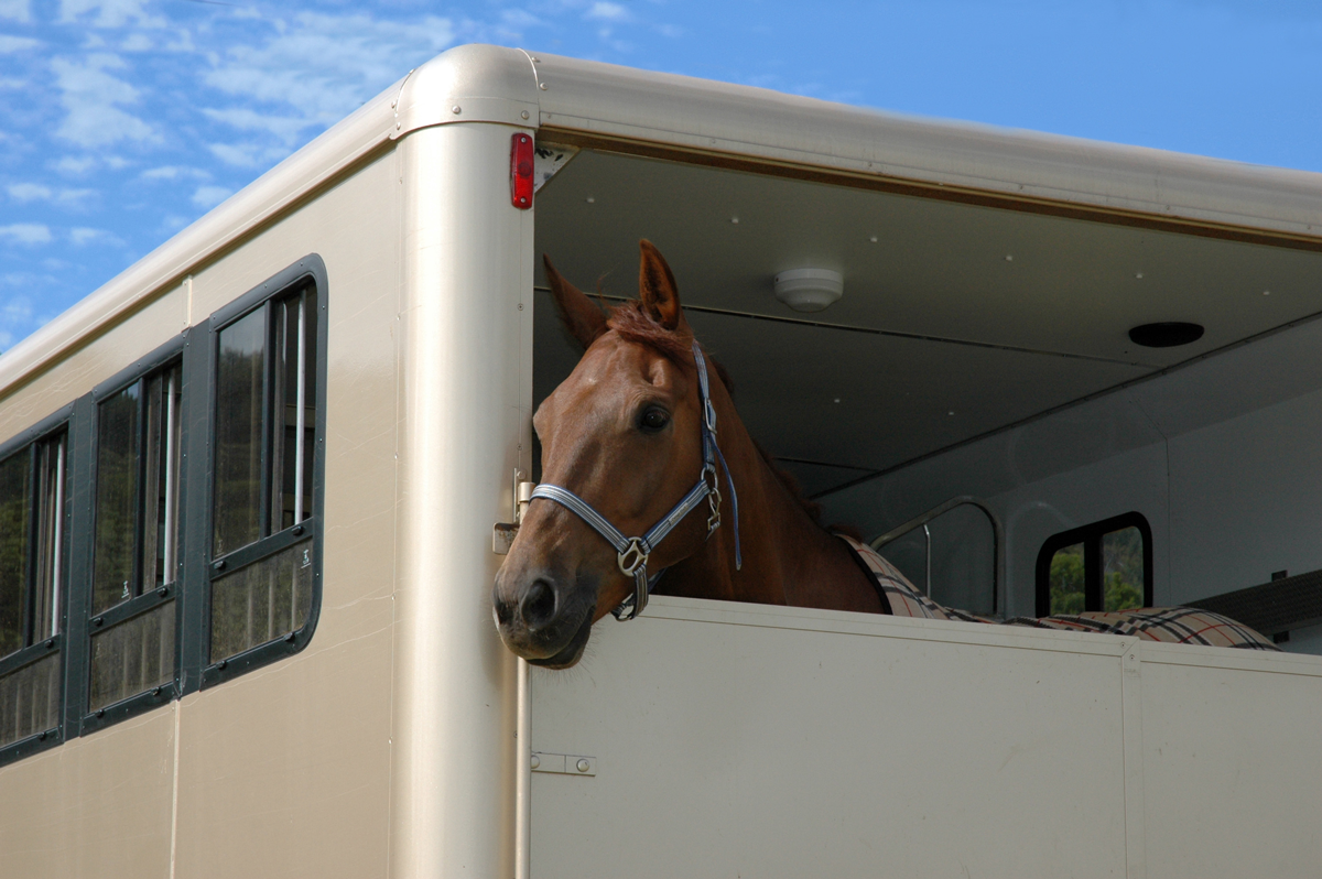 Taking a horse to a show