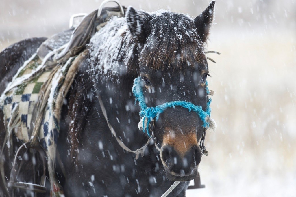Keep warm working with horses out in the snow