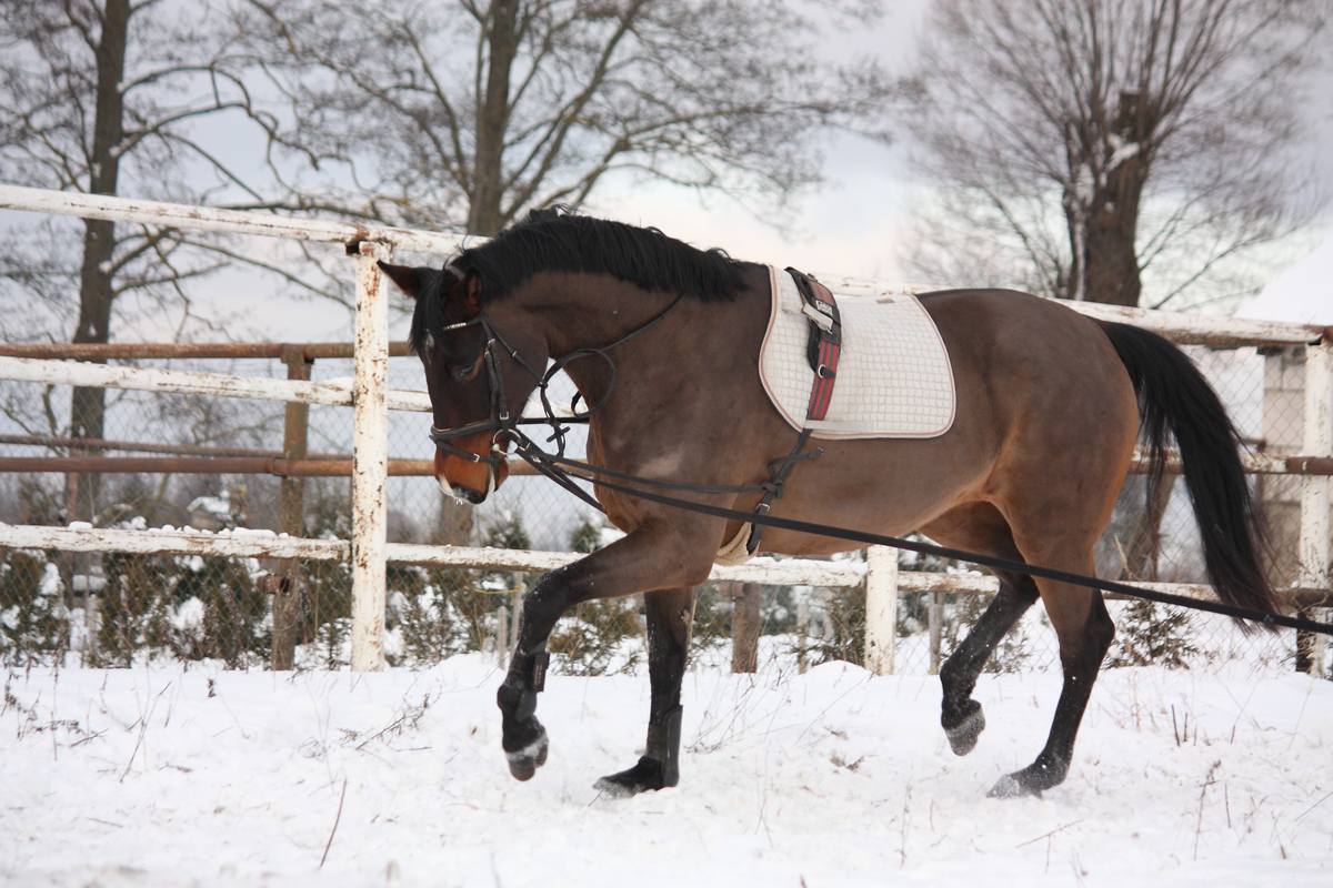 The Grooms List - Rugging Horses - Caroline Carter Recruitment Ltd