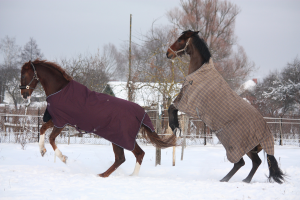 The Grooms List - Rugging horses in winter - Caroline Carter Recruitment Ltd