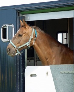 Grooms with an HGV licence earn more money - get an HGV licence