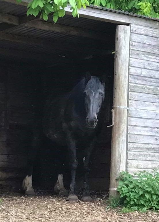 Horse Characters - The Alpha Female