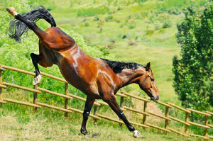 Horse Characters - Raging Bull