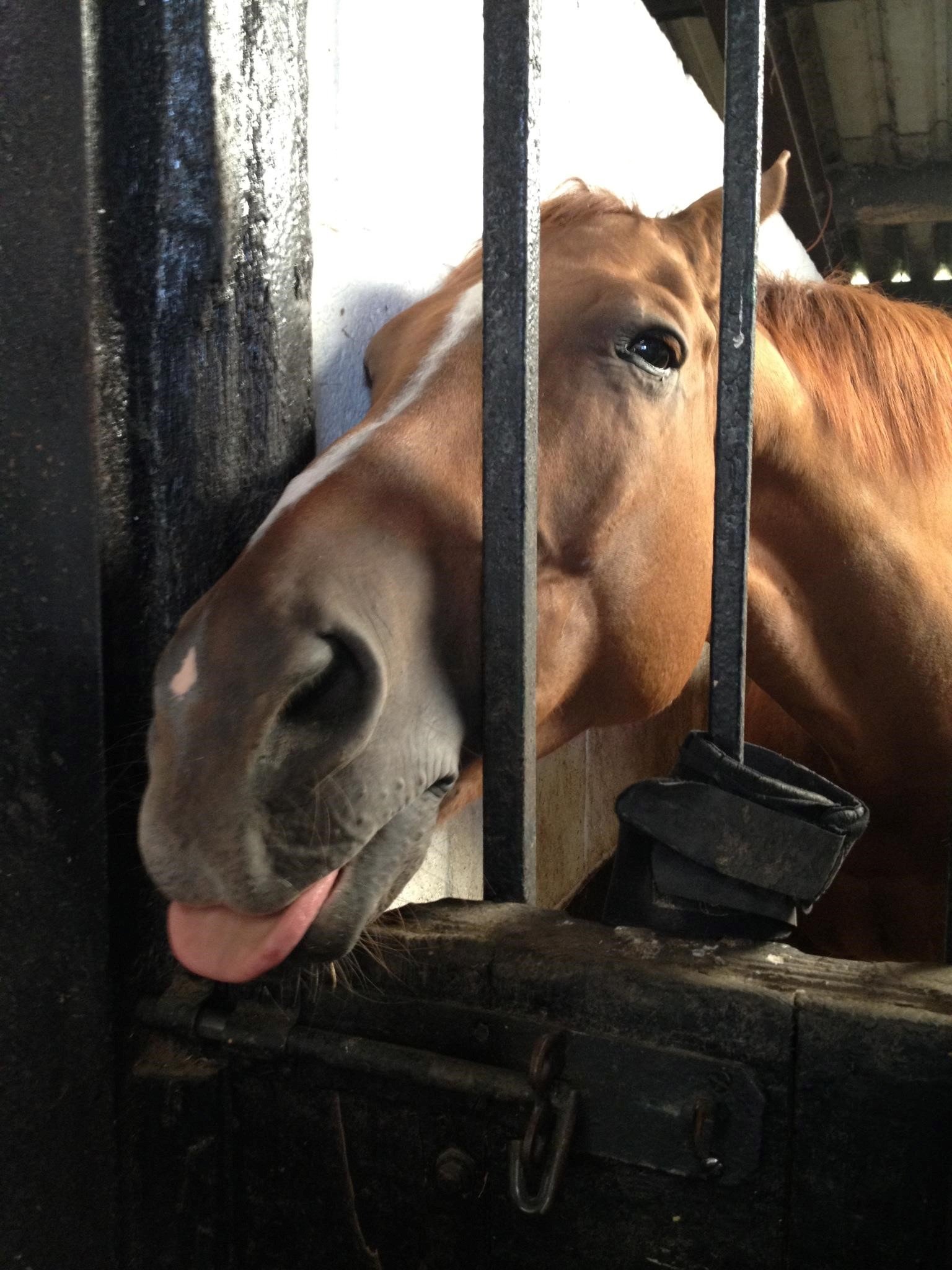 Horse Characters - Rupert in Stable