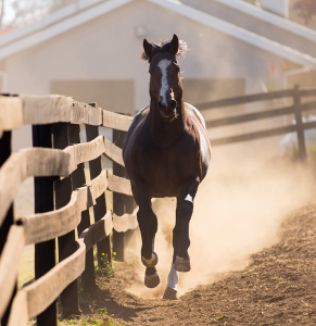 Horse Characters - The Escape Artist