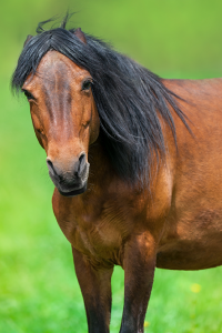 Horse Characters - The Grumpy One