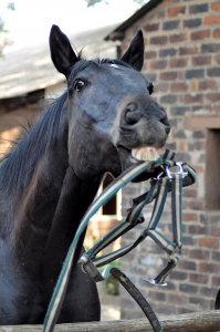 Horse Characters - The Joker