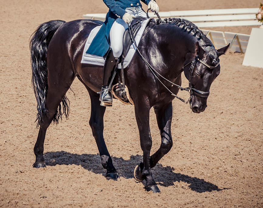 Equine Disciplines - Dressage