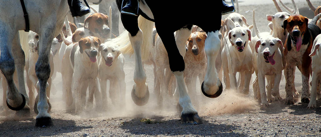 Equine Disciplines - Hunting