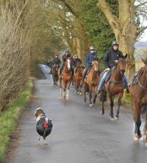 Equine Disciplines - working in racing