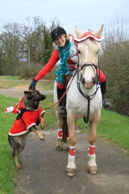 Tips for Grooms Working with Horses at Christmas - Photo Credit Tina Johnson