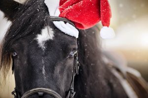 Tips for Grooms Working with Horses at Christmas - Taking photos of the horses at Christmas