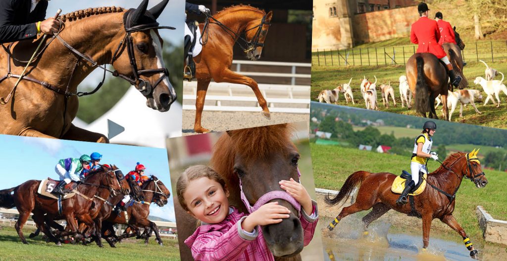 Which Equine Disciplines Reflect Your Character