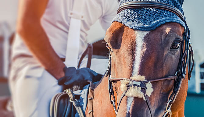 Equine Employers - Equine Recruitment Agency - The Grooms list by Caroline Carter Recruitment