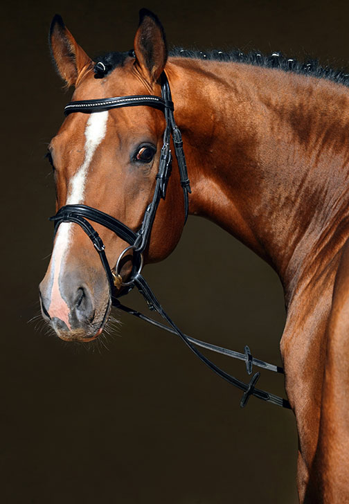 Equine Recruitment - Subscriptions for Employers