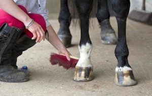 Equine Apprenticeships - Invaluable Education or Slave Labour - Equine Careers