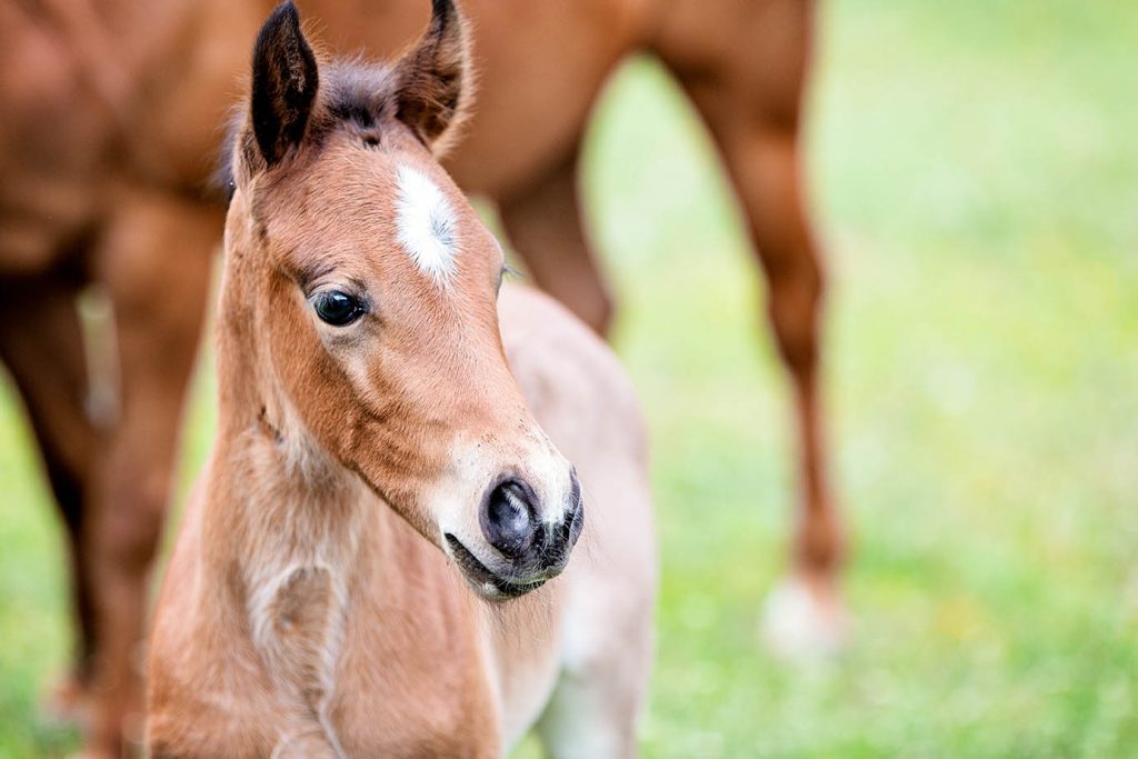 Equine Careers - What are Stud Hands and Stud Hand Jobs
