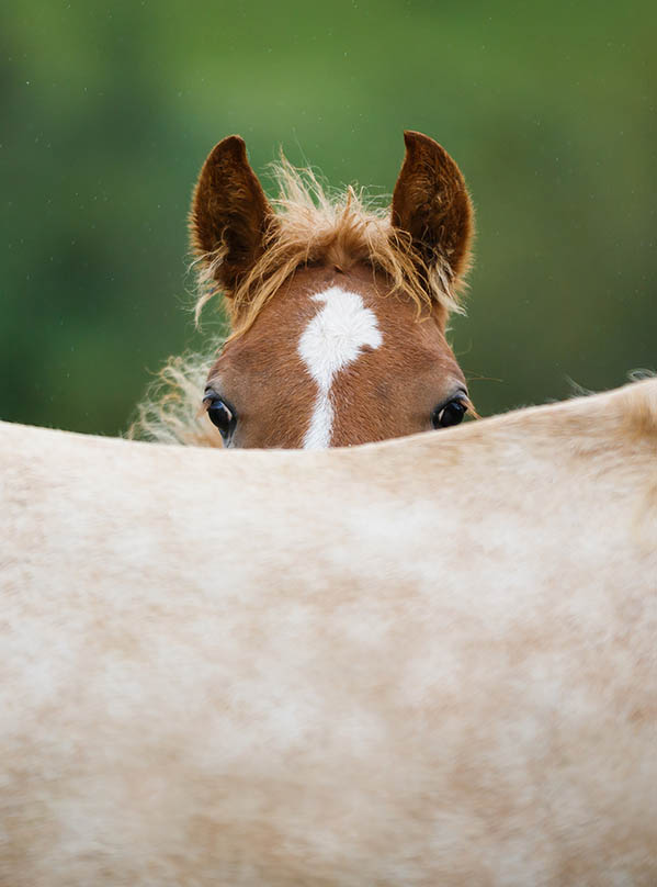 Equine Careers - What are Stud Hands and Stud Hand Jobs - Breeding Horses