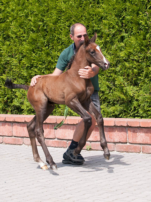 Equine Careers - What are Stud Hands and Stud Hand Jobs - Handling foals