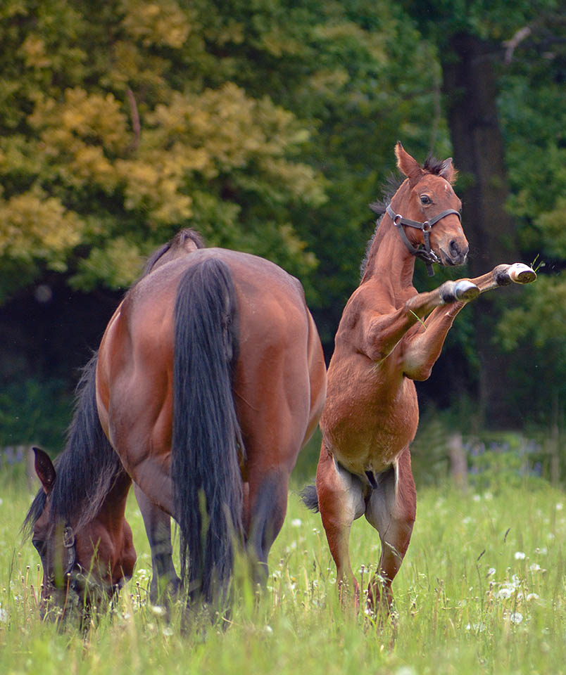 Equine Careers - What are Stud Hands and Stud Hand Jobs - Highs and Lows