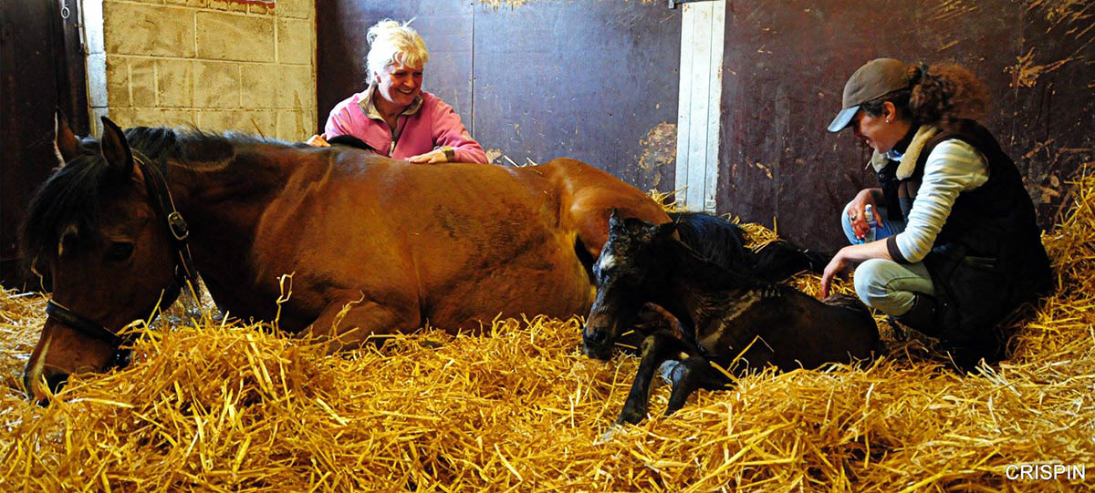 Equine Careers - What are Stud Hands and Stud Hand Jobs - Newborn Foal by Crispin Mould