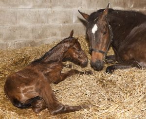 Equine Jobs with Accommodation - staying overnight for a job with horses