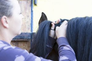The highs of working as a Freelance Groom