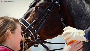 Competition Grooms - Having to think of everything