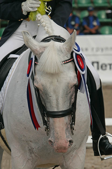 Competition Grooms - the highs