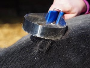 Spring Forward in the Equine Industry - Moulting Horses