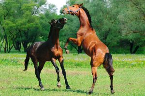 Spring Forward in the Equine Industry - Spring Fever