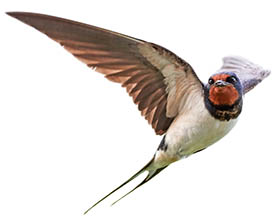 Spring Forward in the Equine Industry - Swallows Arrive