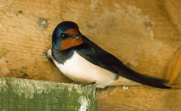 Spring Forward in the Equine Industry - Swallows in the rafters