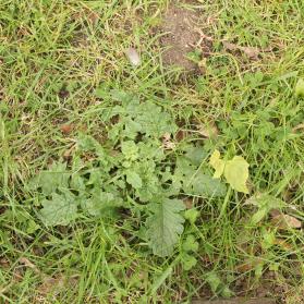 Spring Forward in the Equine Industry - get on top of ragwort