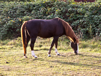 Spring Forward in the Equine Industry - Laminitis
