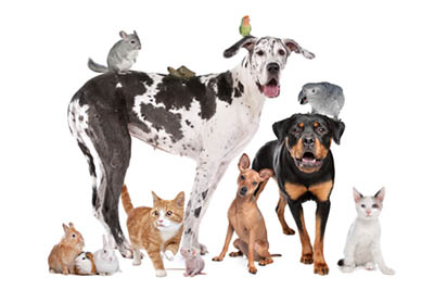 Become a professional groom in 6 Simple Steps - the consequences of having pets and horses