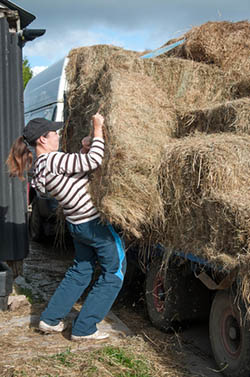 Maintaining health and fitness when working with horses - fitness vs strength