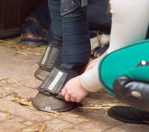 Employing an Apprentice Groom - the Grooms of the Future - Equine Qualifications