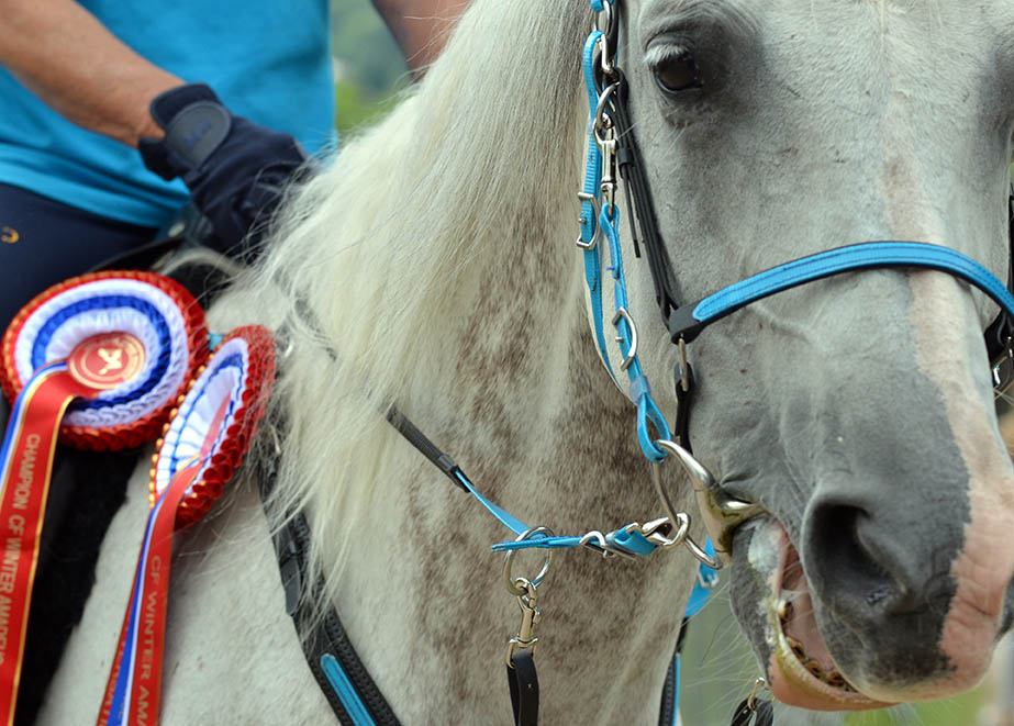 The ultimate guide to the Royal Windsor Horse Show - Horse Endurance