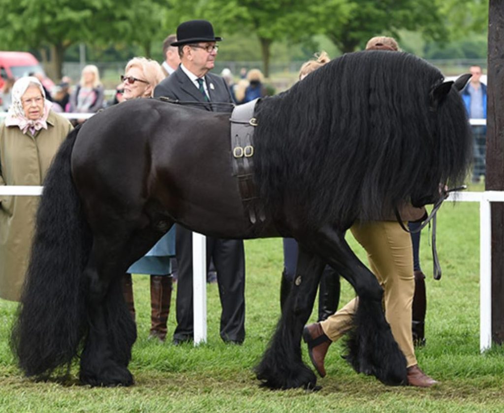 The ultimate guide to the Royal Windsor Horse Show - In-Hand Showing