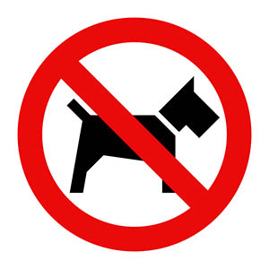 The ultimate guide to the Royal Windsor Horse Show - NO DOGS ALLOWED