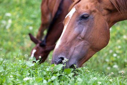 Are you ready to be a Sole Charge Groom - Pasture Management