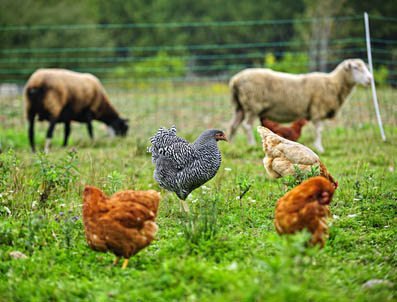 Are you ready to be a Sole Charge Groom - care for animals